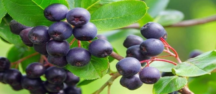 Forget Risky Diet Pills and Turn to Acai Berry for Weight Loss
